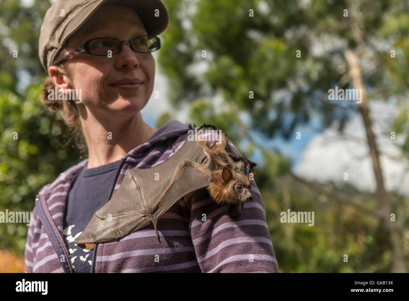 Tolga Bat Krankenhaus volunteer mit kleine rote Flughund (Pteropus Scapulatus) kriechen über die Schulter. Tolga Bat Hospital, Athert Stockfoto