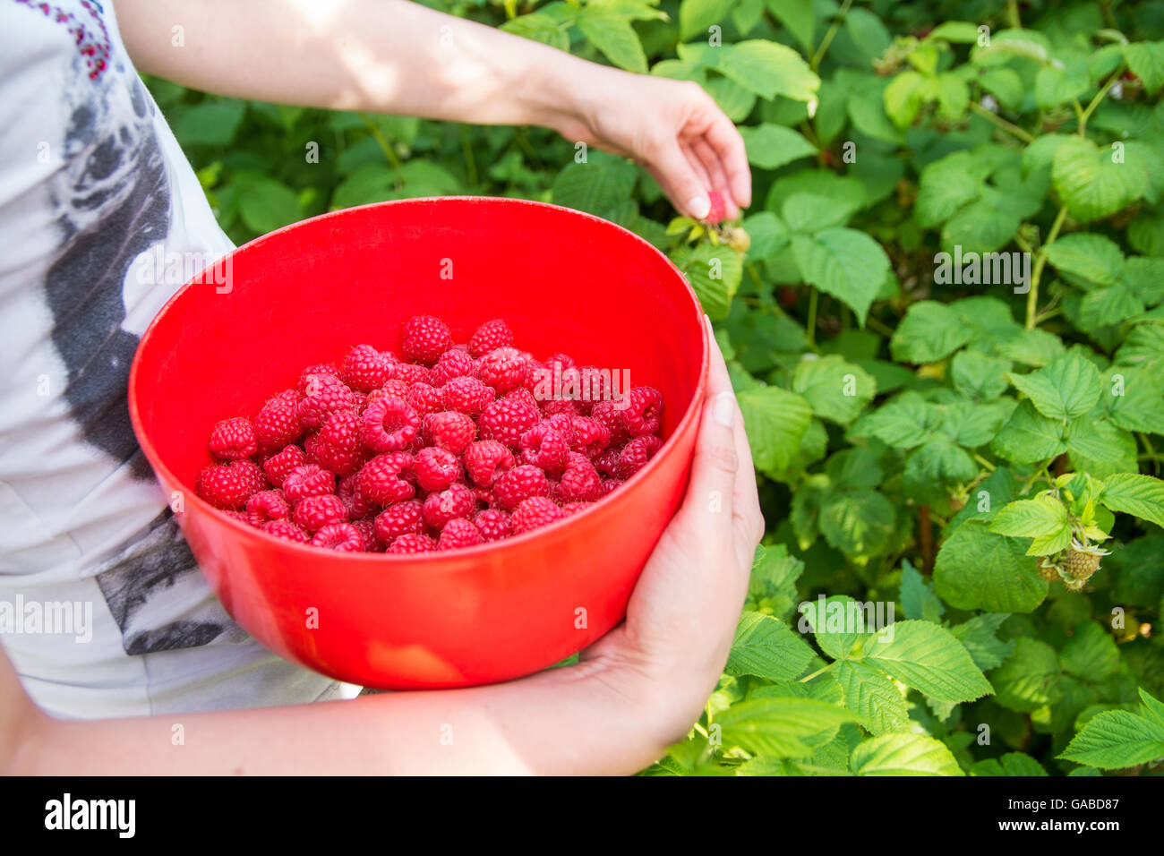 Mädchen-Tipps Himbeere im Obstgarten in Schüssel Stockfoto