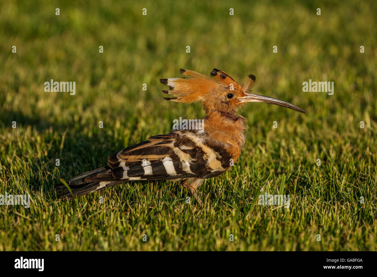 verletzten Wiedehopf (Upupa Epops Epos) auf der Suche nach Larven in Rasen, Ägypten Stockfoto