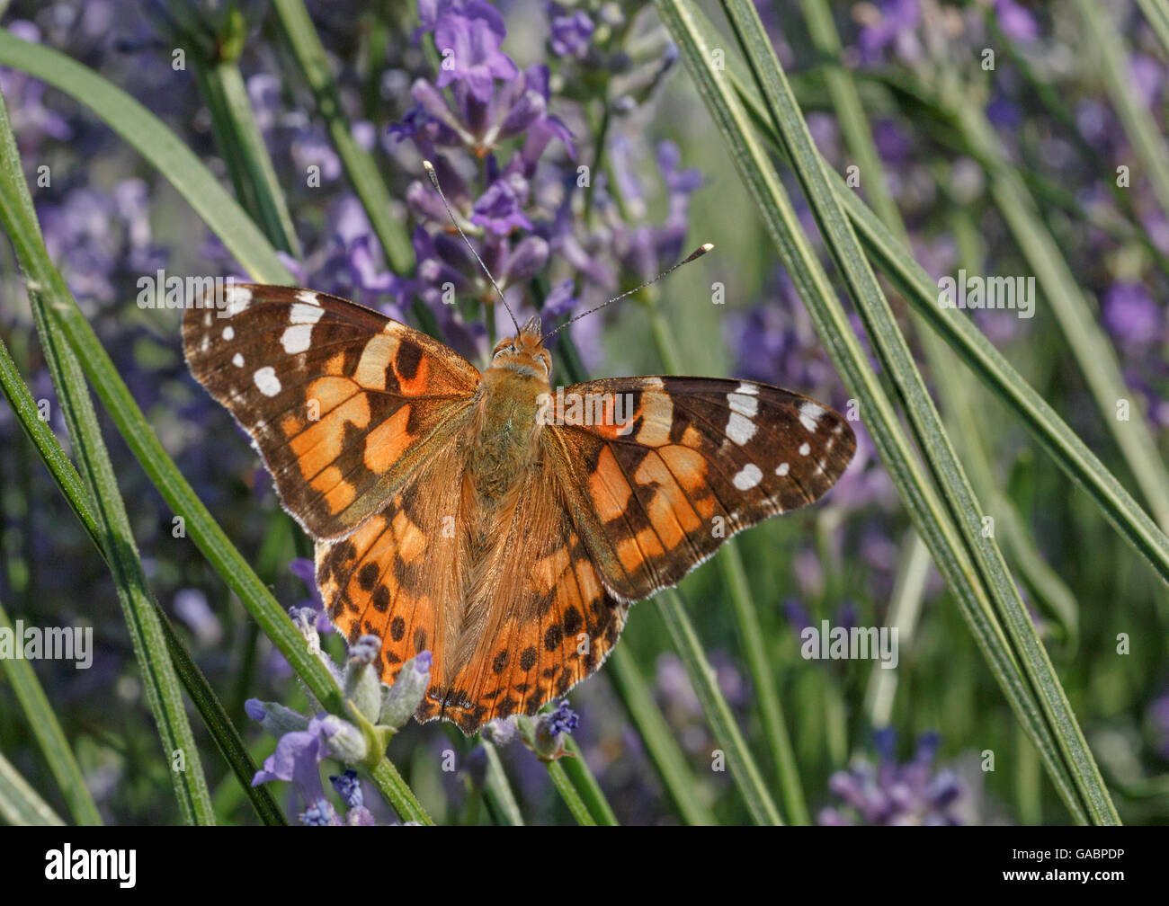 Distelfalter Schmetterling auf Lavendelblüten Stockfoto