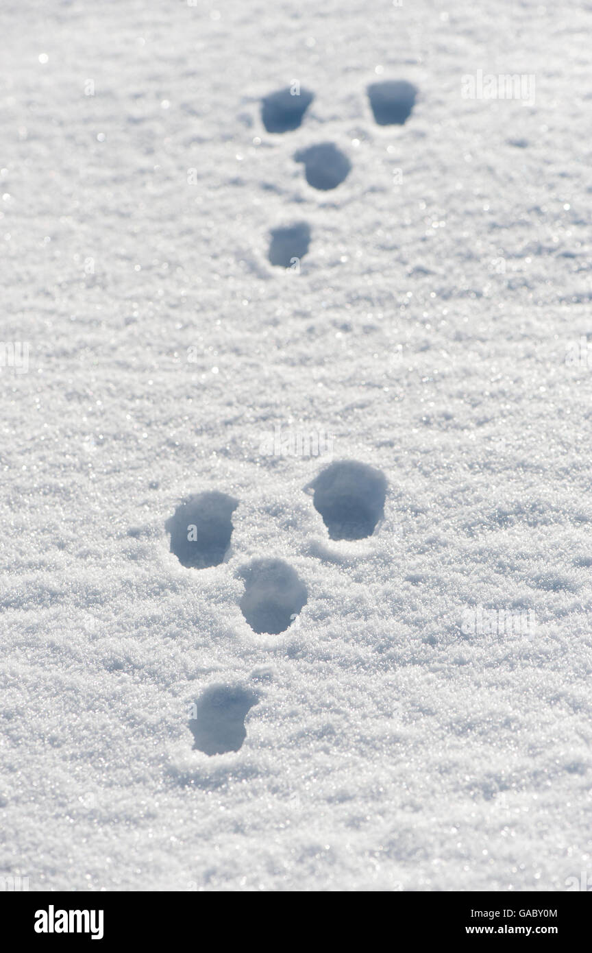 Kaninchen Spuren Im Schnee Yorkshire Vereinigtes Konigreich Stockfotografie Alamy