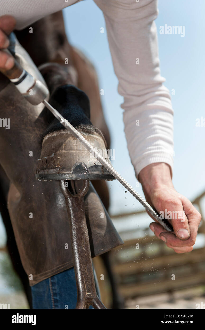 Reinigung einer Pferde Huf und Kälte passend einen neuen Schuh auf den Huf Hufschmied. North Yorkshire, UK. Stockfoto