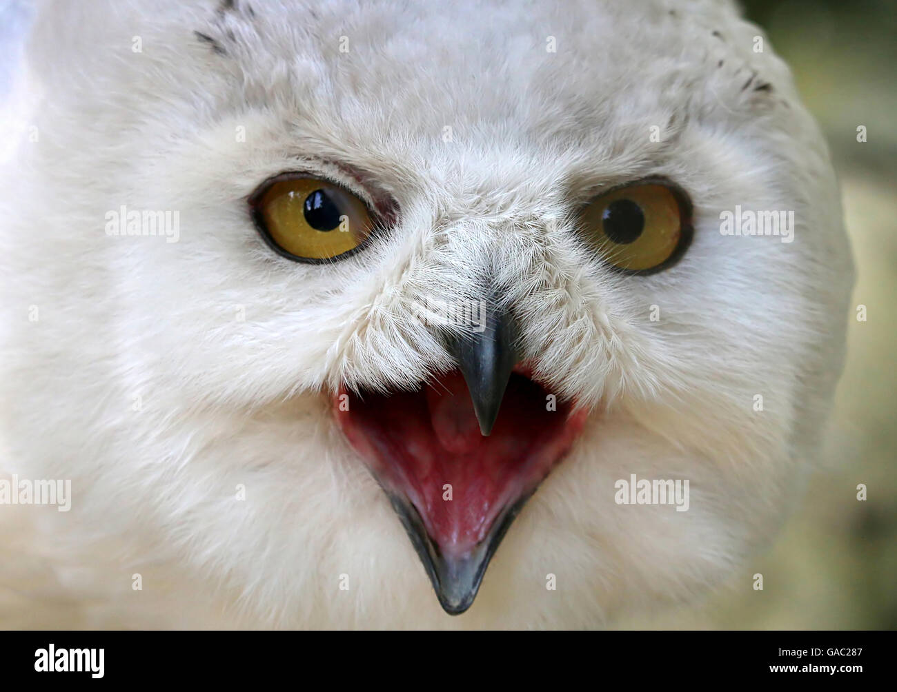 Feisty männlichen Schnee-Eule (Bubo Scandiacus) heftig Hupen. Nahaufnahme von Oberkörper und Kopf, gerichtete Kamera Stockfoto