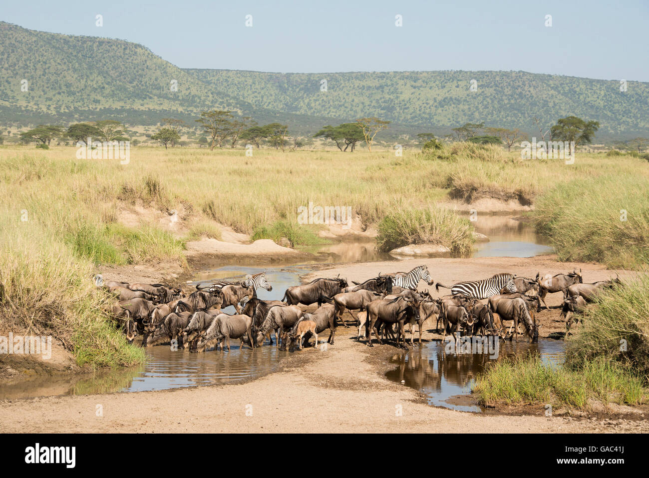 Blaue Gnus (Connochaetes Taurinus), Serengeti Nationalpark, Tansania Stockfoto