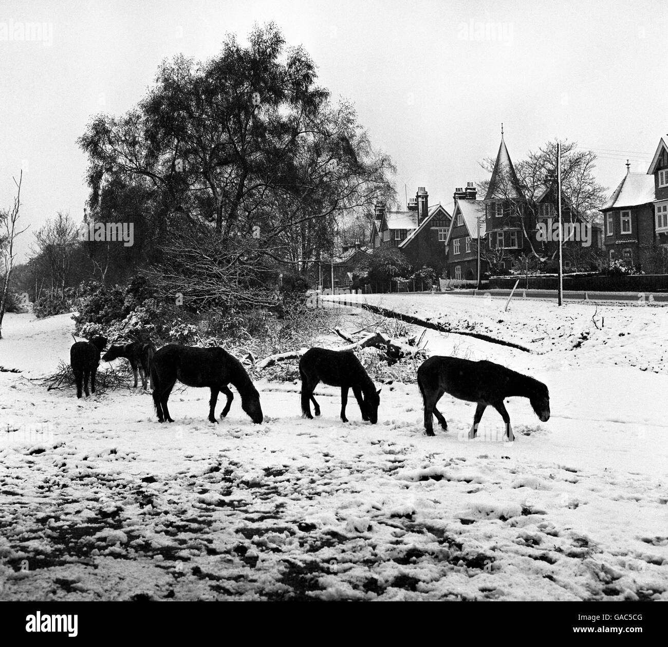 Ponys auf Gras bedecktem Schnee im New Forest, in der Nähe von Lyndhurst, nachdem Schneestürme über Großbritannien gefegt hatten. Stockfoto