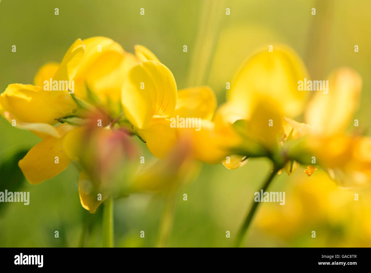 Nahaufnahme der gelbe Wildblumen im Feld Stockfoto