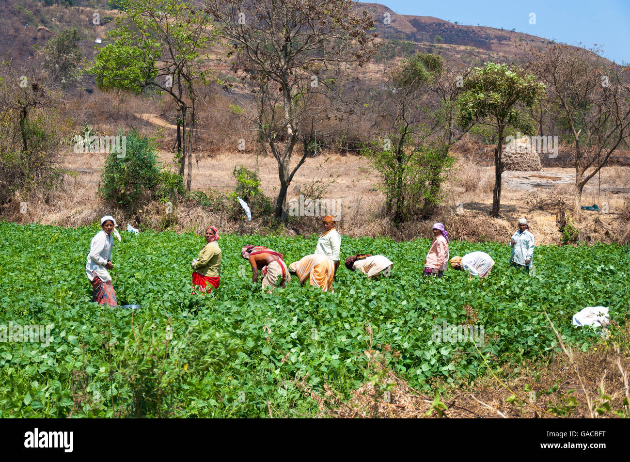 Frauen arbeiten in einem Bean-Feld in Mulshi Tal in der Nähe von Paud, Maharashtra, Indien Stockfoto