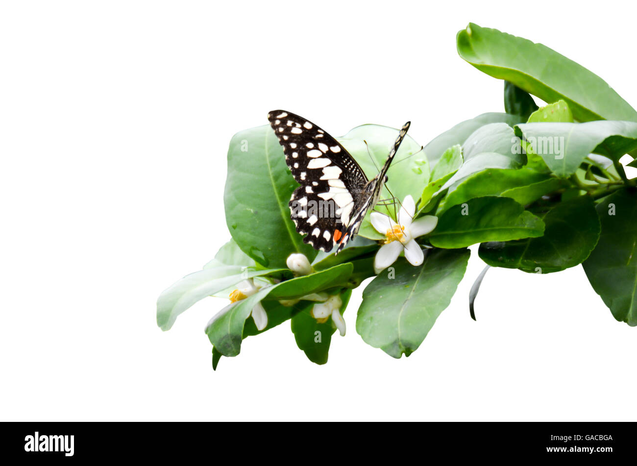 Blume der Linden und Schmetterling Nahaufnahme isoliert Stockfoto