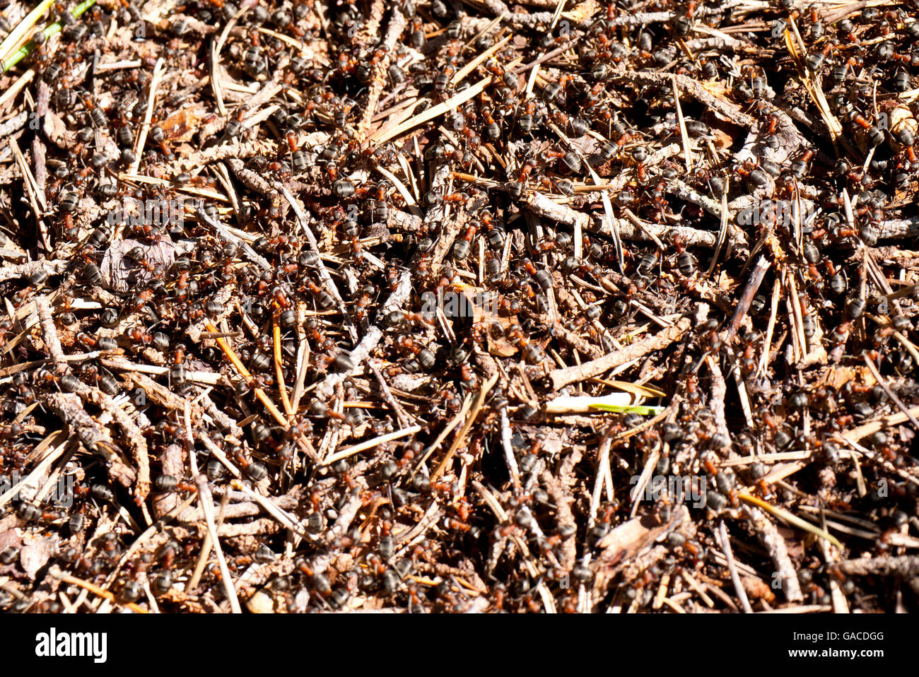 Schottische Holz Ameisen (Formica Aquilonien) am Nest, Schottland, UK. Stockfoto