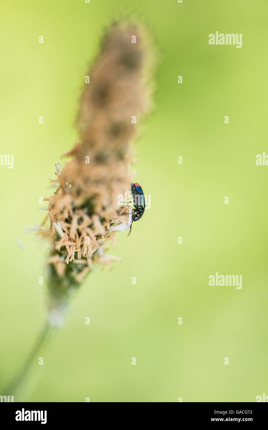 Malachit-Käfer (Malachius Bipustulatus) auf eine Samen-Kopf Stockfoto