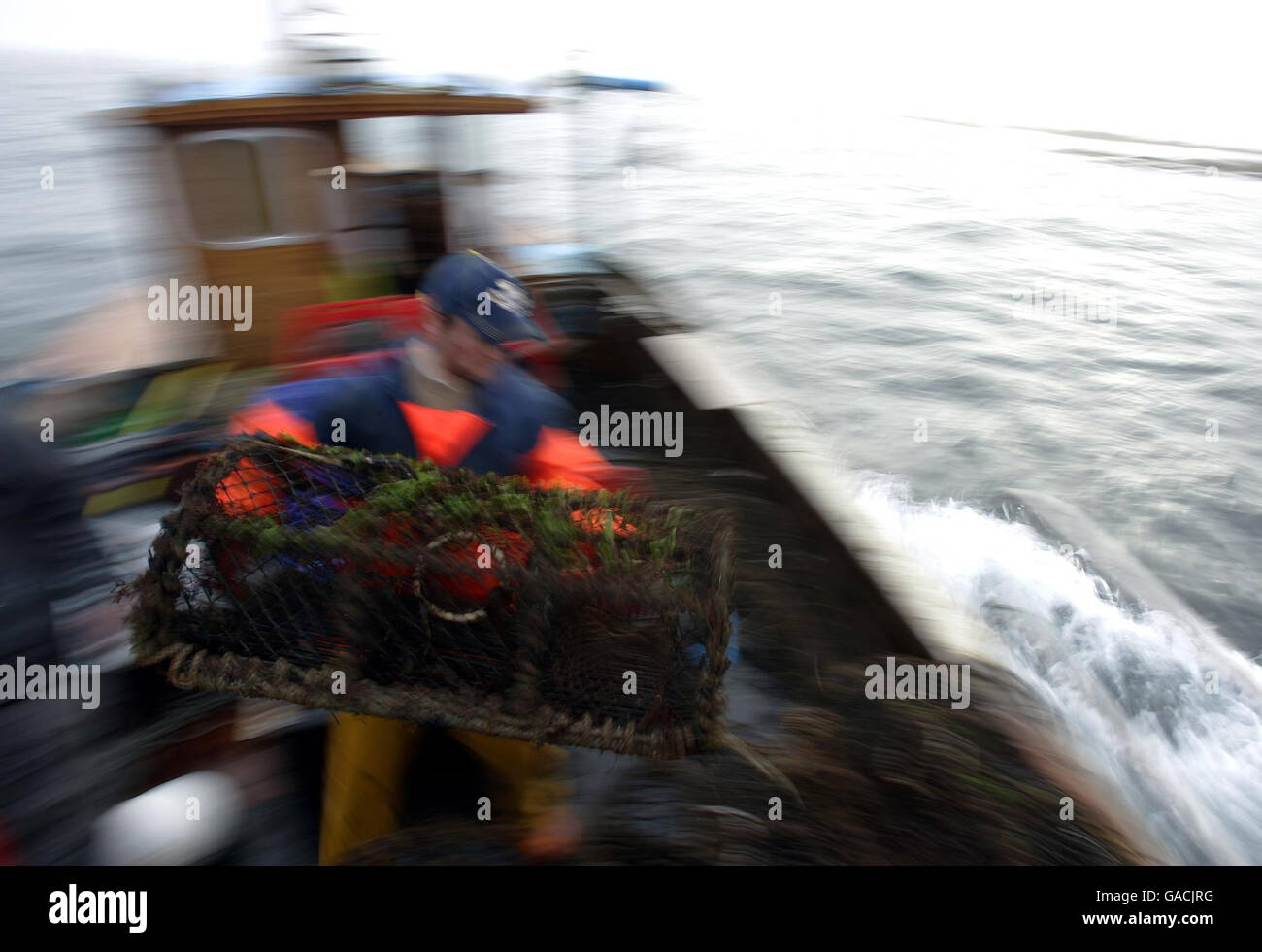 Deckhand William Walker von der 'Carrie Anne' aus Milton Harbour auf der Isle of Tiree, Landung von Hummer im Atlantischen Ozean. Stockfoto