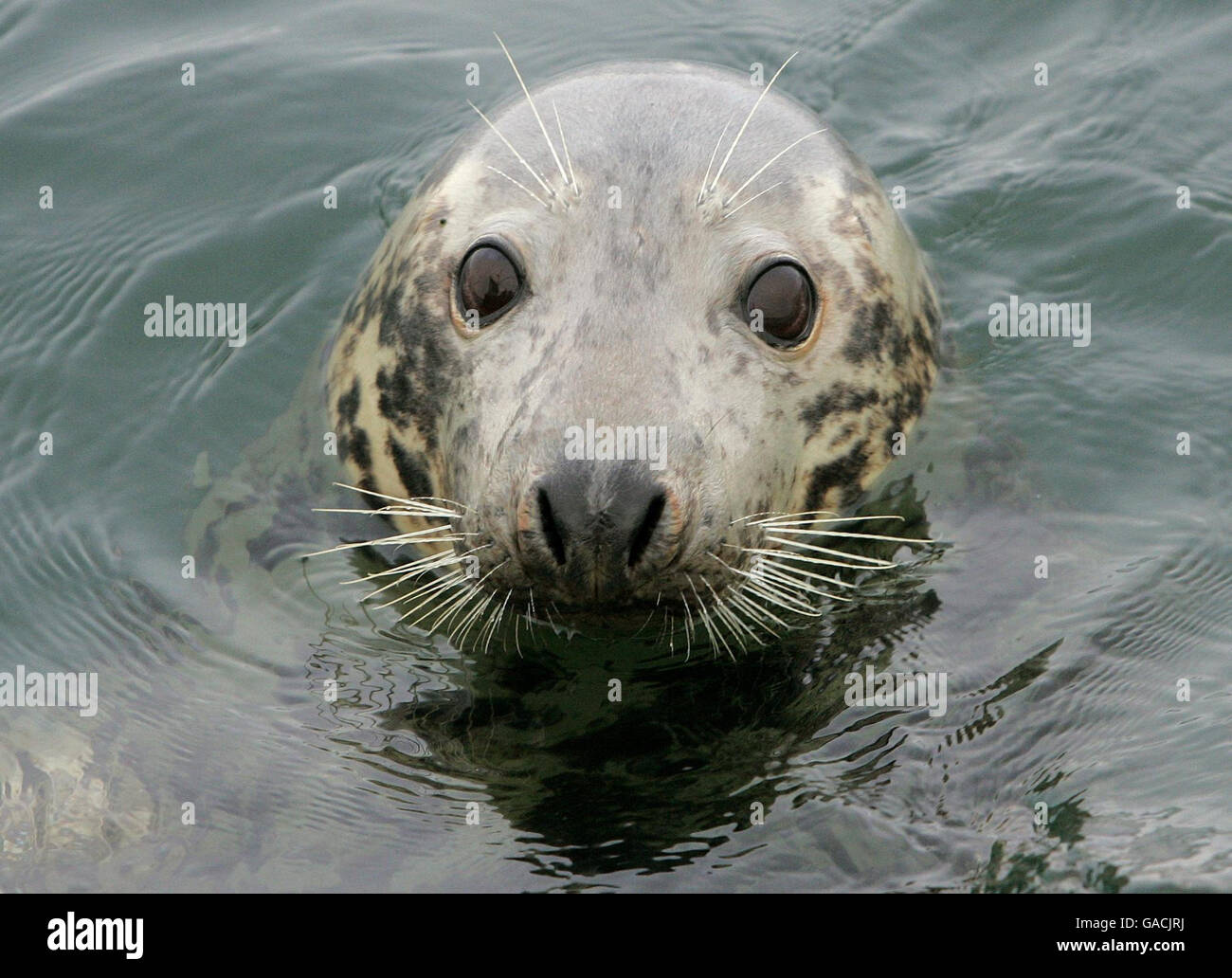 Die Robbe wird von der Besatzung der 'Carrie Anne' gespeist, während sie im Atlantik Hummer landen. Stockfoto