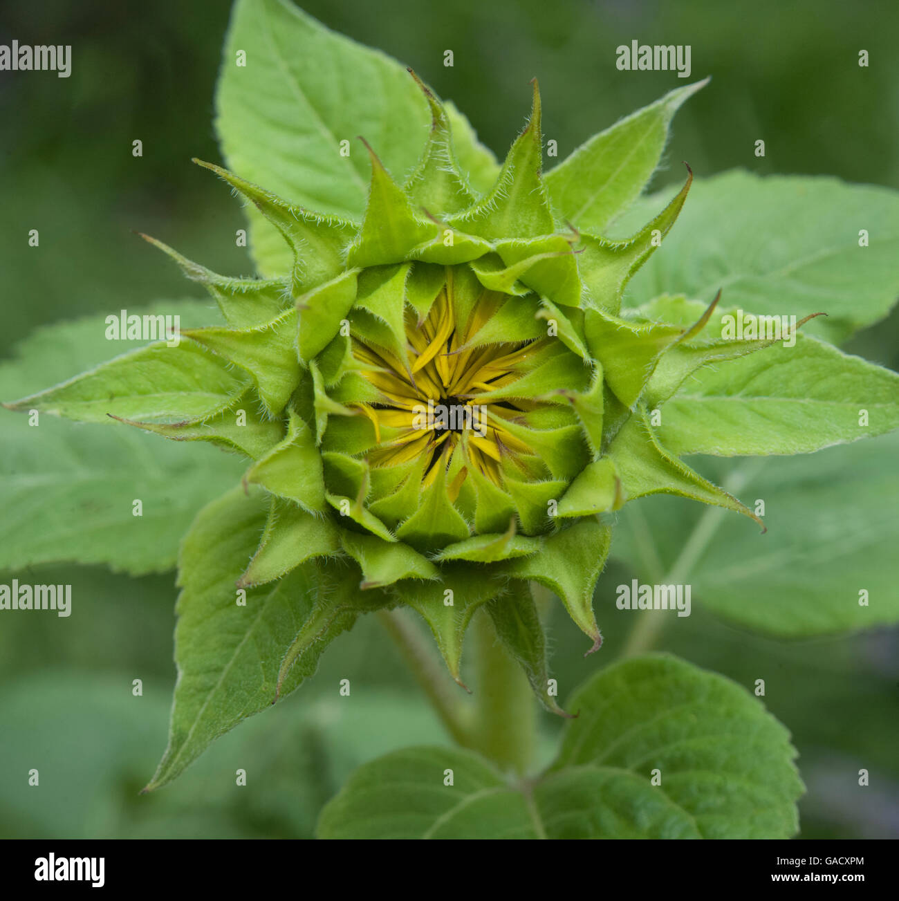 Sonnenblume Knospe zu blühen mit Blick ins Zentrum Stockfoto