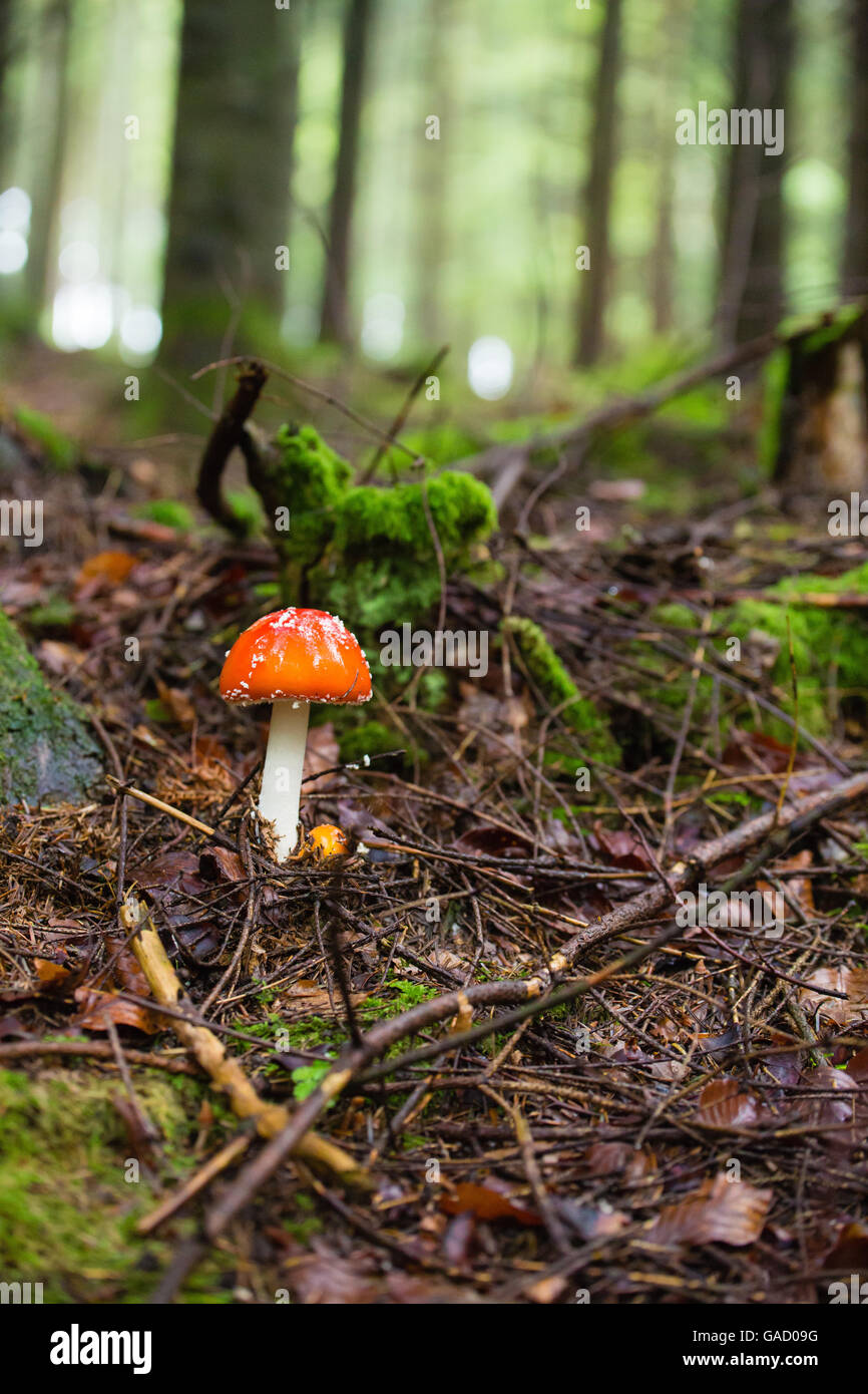 Fliegenpilz im Wald Stockfoto