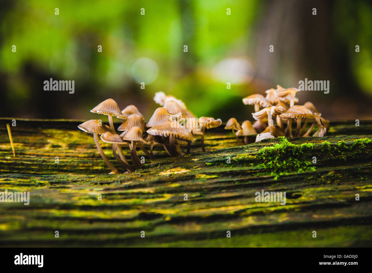 Pilze am Baum Stockfoto