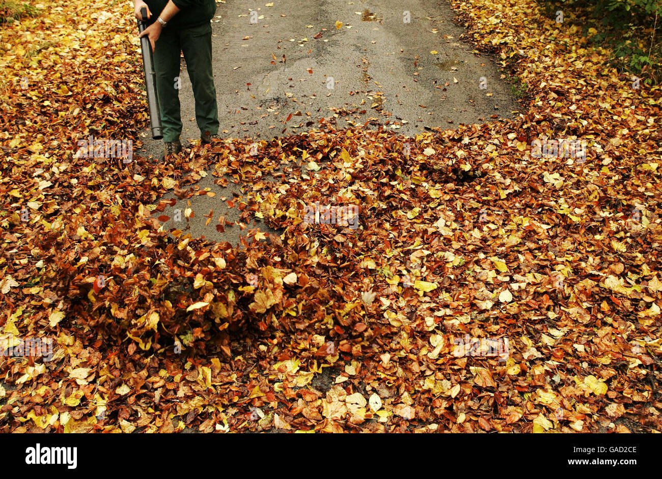 Chefgärtner James Quiwenden räumt herbstliche Blätter von der Lime Avenue im Blair Drummond House, Stirling, Schottland. Stockfoto