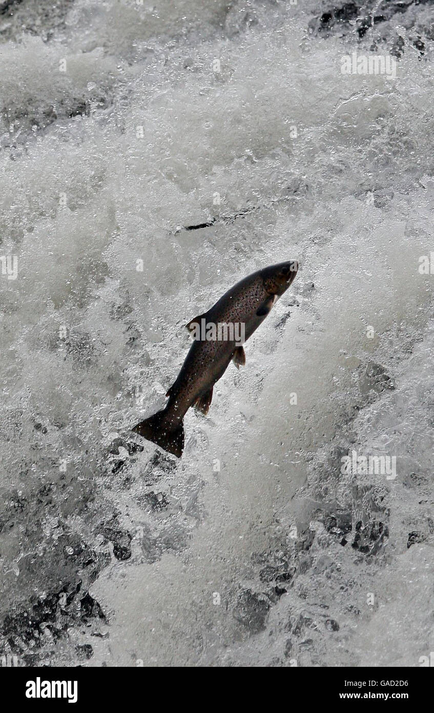 Ein Lachs springt durch das Ettrick-Wasser bei Selkirk, in den schottischen Grenzen. Stockfoto