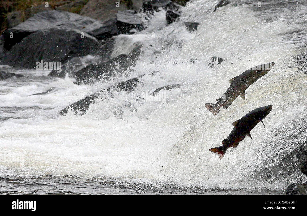 Ein Lachs springt durch das Ettrick-Wasser bei Selkirk, in den schottischen Grenzen. Die Lachs warten darauf, dass das Wasser hoch läuft, bevor sie den Fluss hinauf fahren. Stockfoto