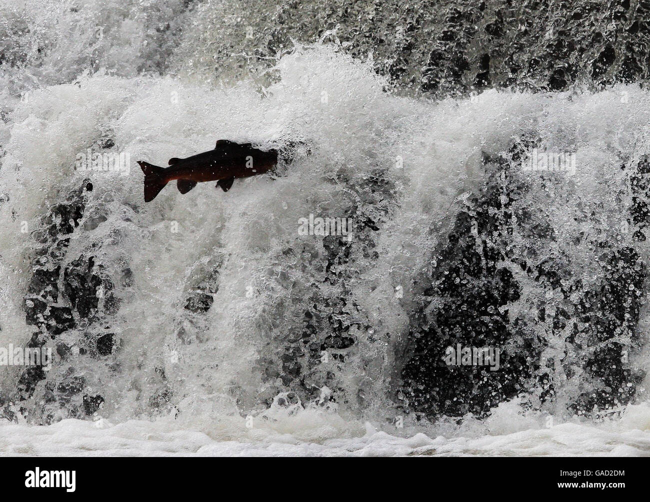 EIGENSTÄNDIGES Foto. Ein Lachs springt durch das Ettrick-Wasser bei Selkirk, in den schottischen Grenzen. Die Lachs warten darauf, dass das Wasser hoch läuft, bevor sie den Fluss hinauf fahren. PRESSEVERBAND Foto: Fototermin: Donnerstag, 1. November 2007. Siehe PA Story. WETTER Herbst. Auf dem Foto sollte David Ceskin/PA stehen Stockfoto
