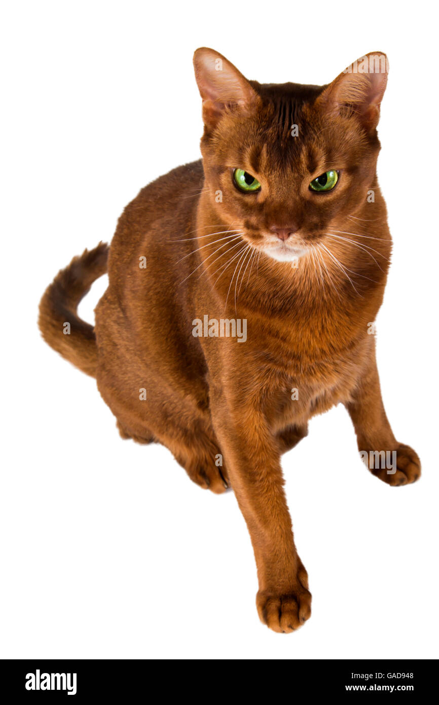 Abessinier Sauerampfer Hauskatze isoliert Stockfoto