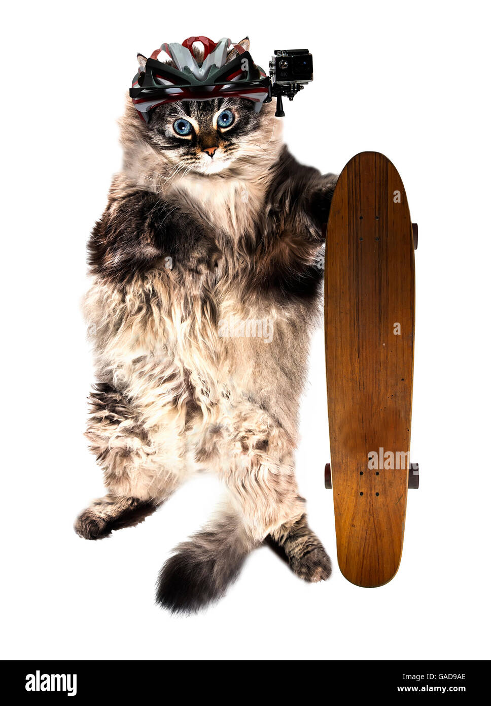 lustige Katze mit Skateboard und Action Cam isoliert Stockfoto