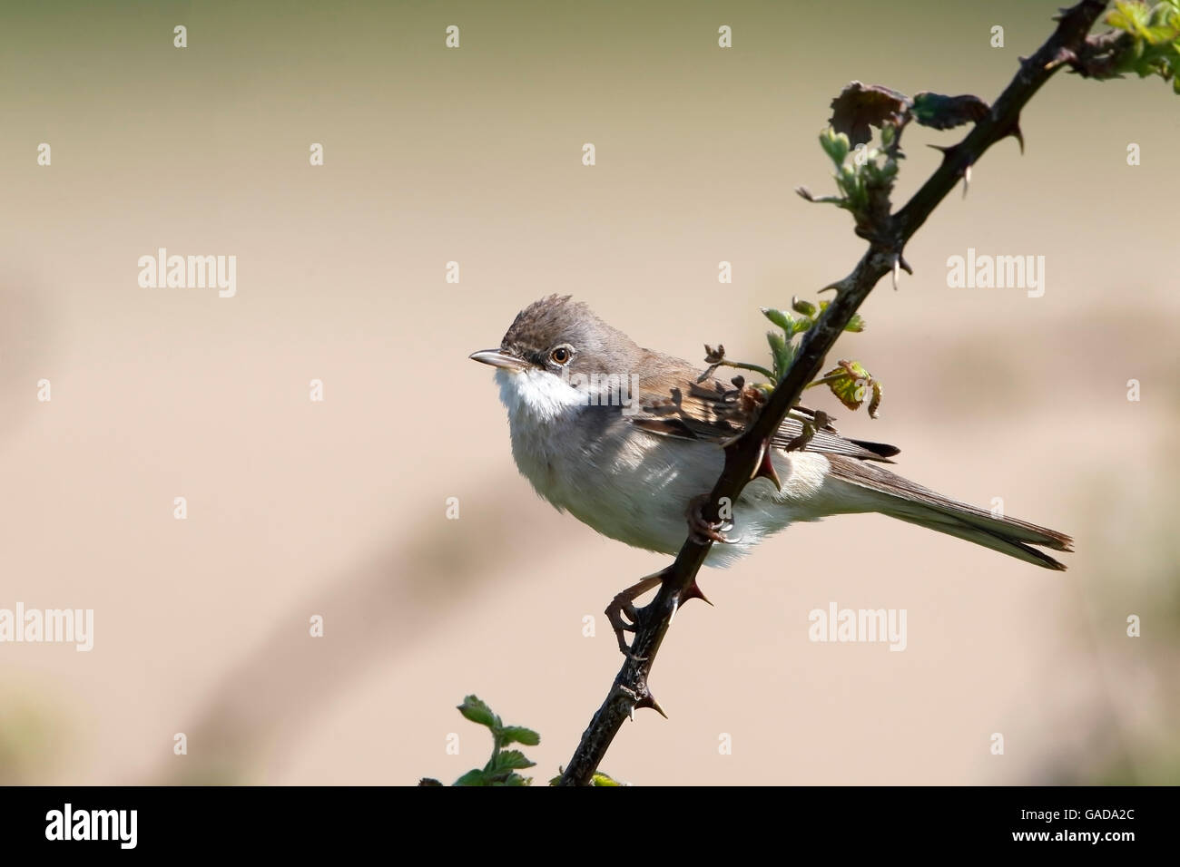 Gemeinsame Whitethorat (Sylvia Communis) Männchen gehockt Bramble und singen in der Zucht Territorium, Norfolk, England, kann Stockfoto