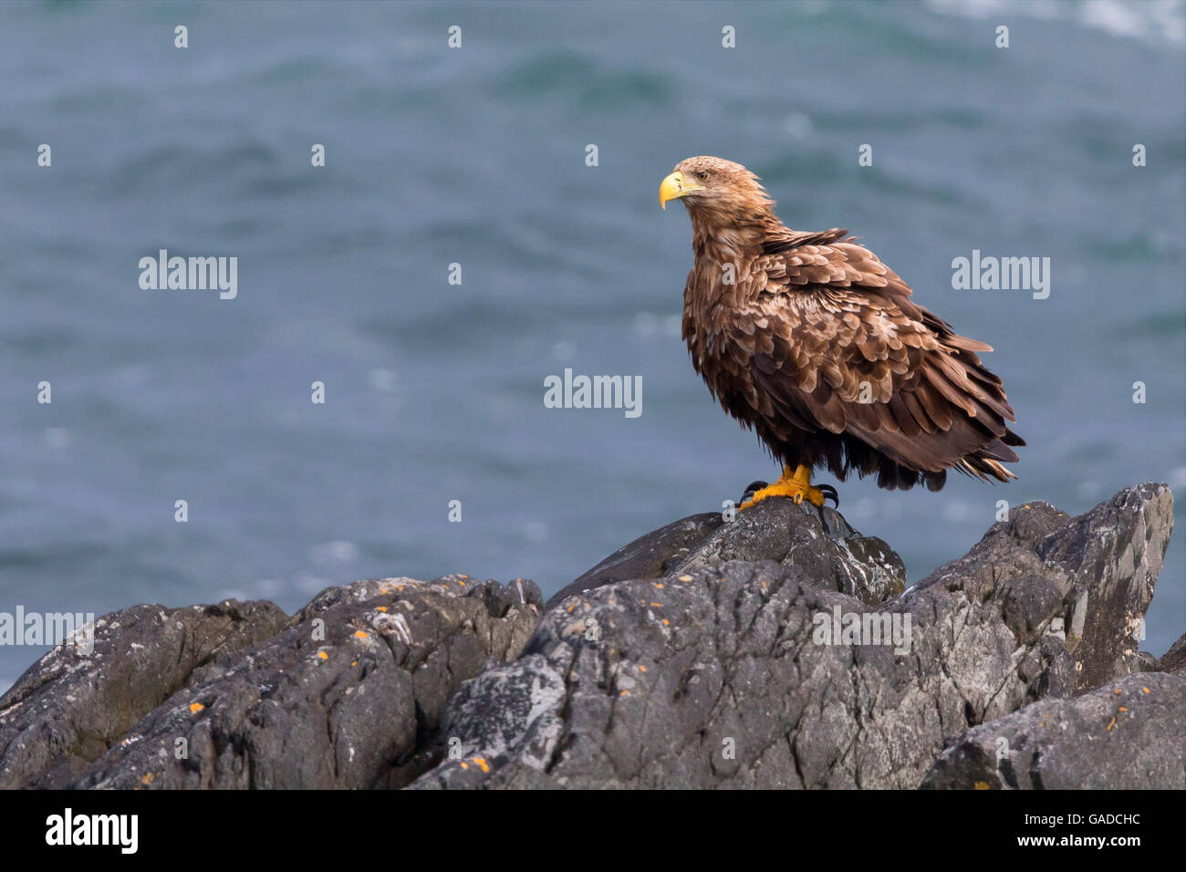 Seeadler (Haliaeetus Horste), unreif thront auf einem Felsen, Hamningberg, Finnmark, Norwegen Stockfoto