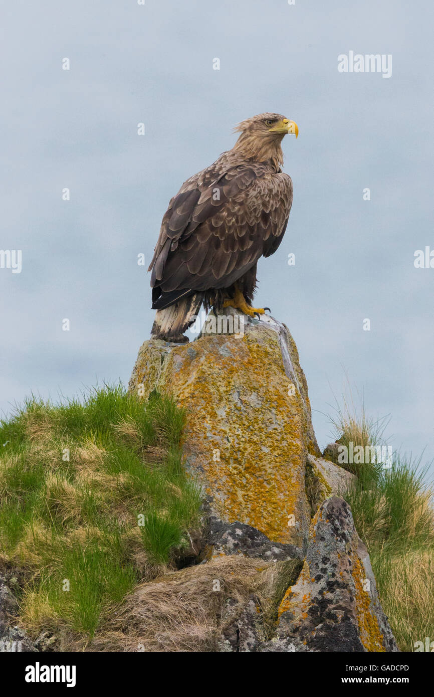 Seeadler (Haliaeetus Horste), unreif, auf einem Felsen, Hamningberg, Finnmark, Norwegen Stockfoto