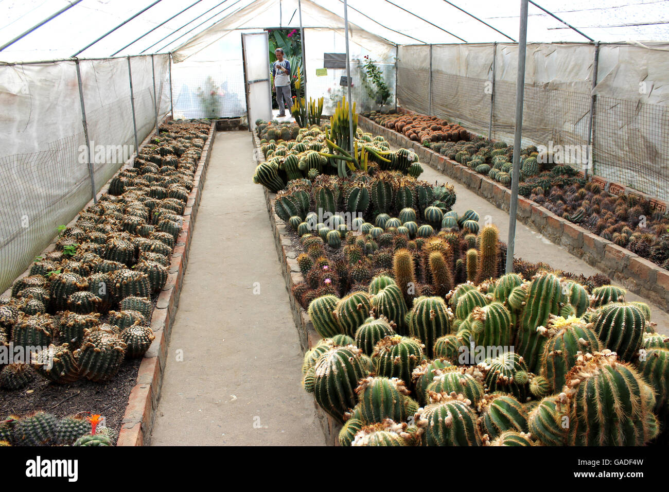 Kaktus. Grner Kaktus Dornen in den Anbau-Schssel, hat es viele kleine  grne Stacheln Stockfotografie - Alamy