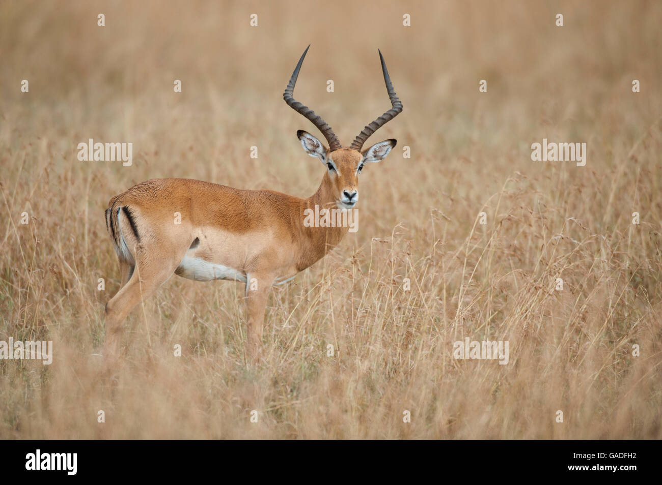 Ram Impala (Aepyceros Melampus), Serengeti Nationalpark, Tansania Stockfoto