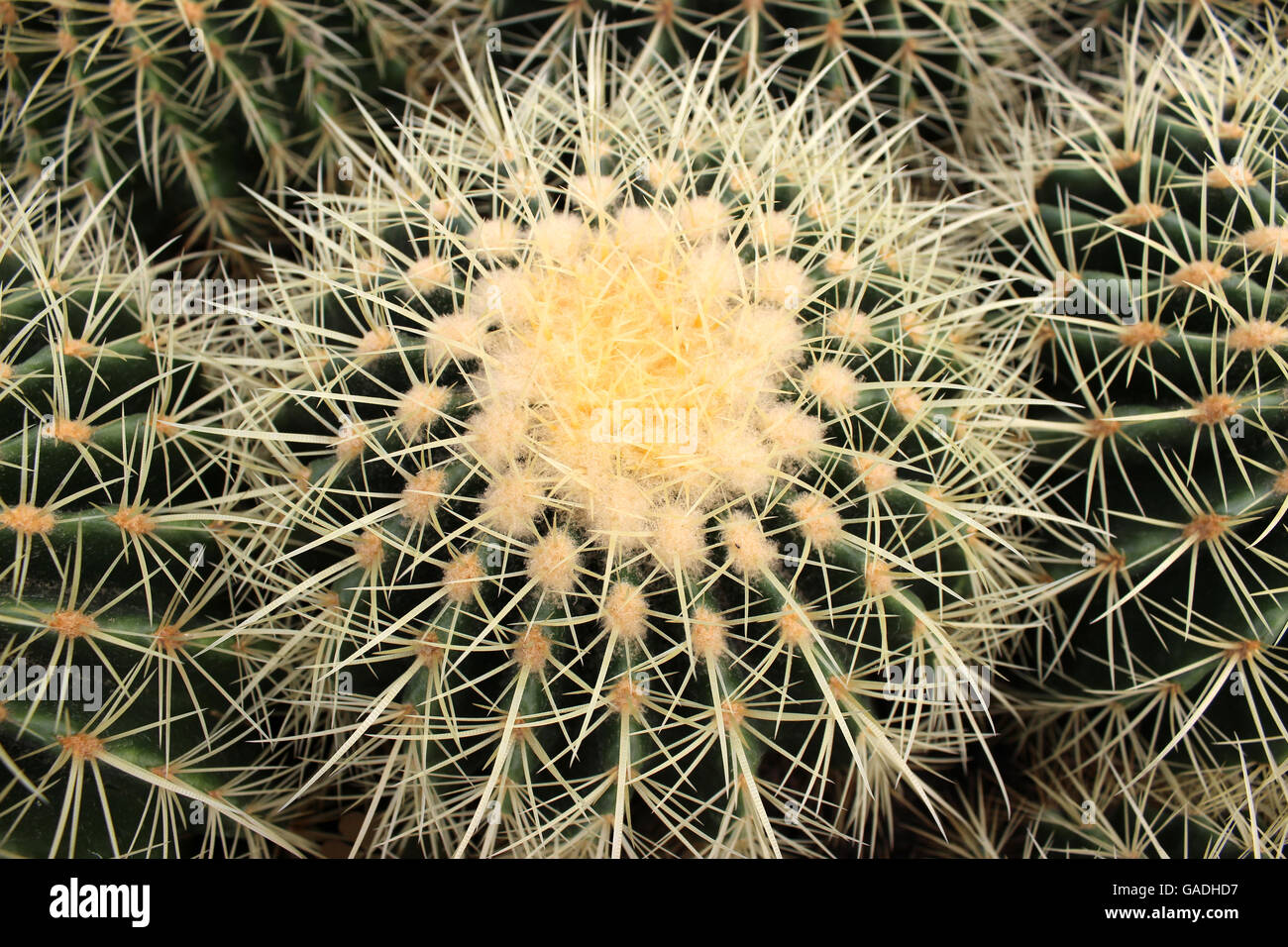 Kaktus. Grner Kaktus Dornen in den Anbau-Schssel, hat es viele kleine  grne Stacheln Stockfotografie - Alamy