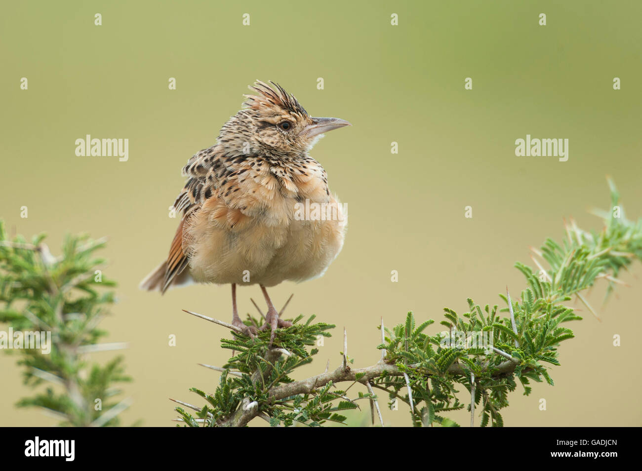 Rufous-Himalaja-Lerche (Mirafra Africana), Serengeti Nationalpark, Tansania Stockfoto