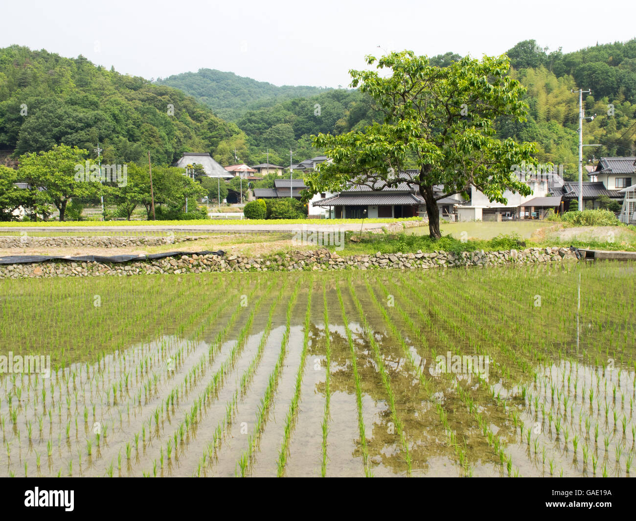 Reisfeld und traditionellen japanischen Häusern. Stockfoto