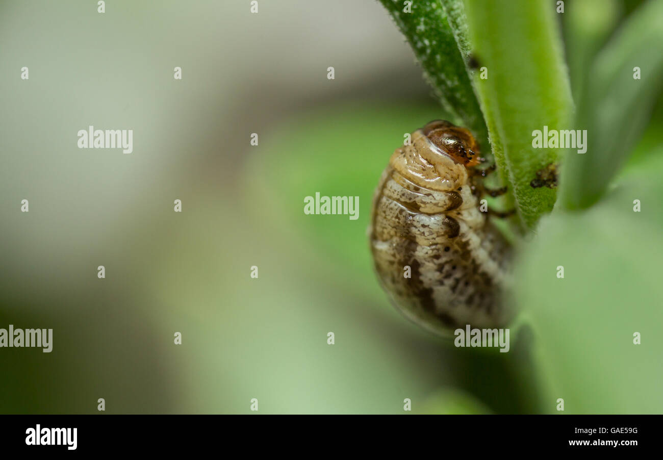 Rosemary Beetle Larve (Chrysolina Americana) auf Lavendelpflanze Stockfoto