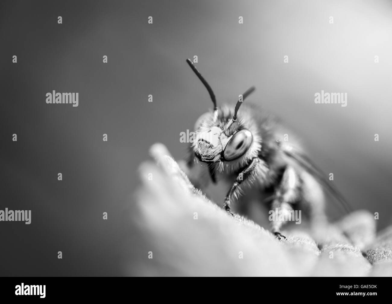 Kleine Blume Biene (Anthophora Bimaculata) - schwarz / weiß-Bild der Biene in Ruhe Stockfoto