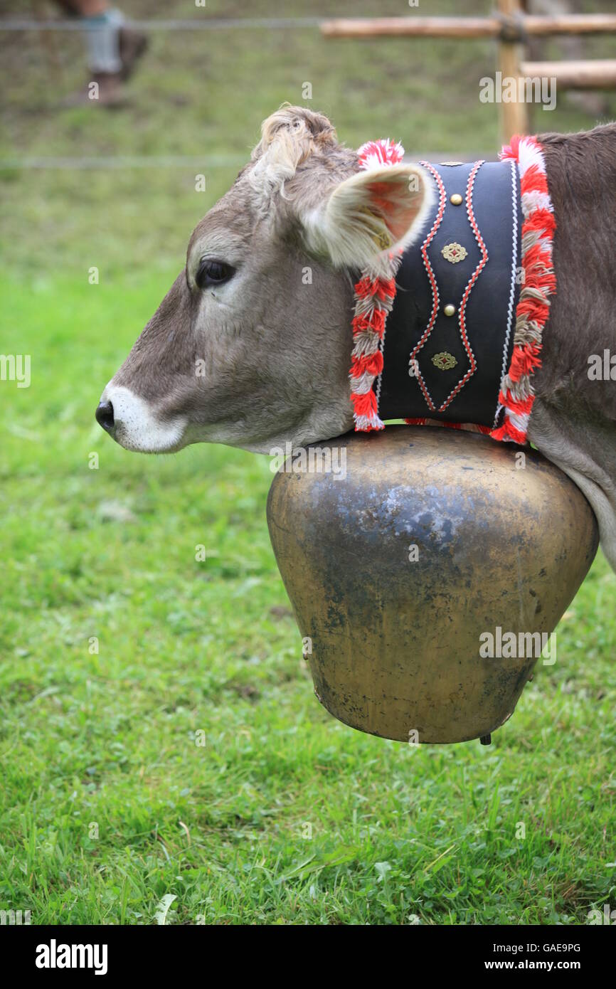 Kuh mit einer riesigen Glocke während Viehscheid, trennt das Vieh nach ihrer Rückkehr aus den Alpen, Thalkirchdorf, Oberstaufen Stockfoto