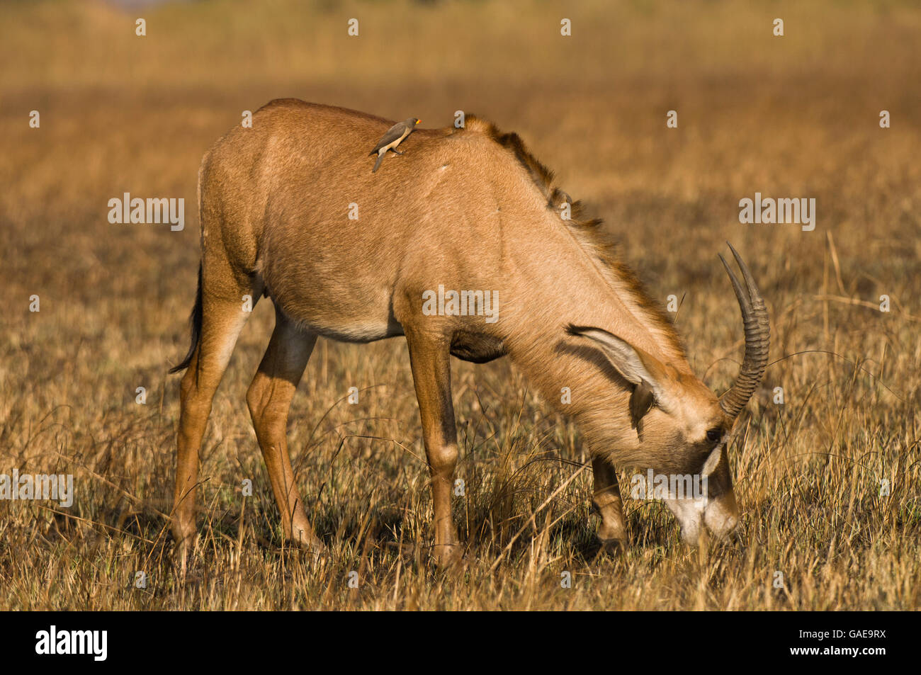 Roan Antilope (Hippotragus Spitzfußhaltung), Busanga Plains, Kafue Nationalpark, Sambia, Afrika Stockfoto