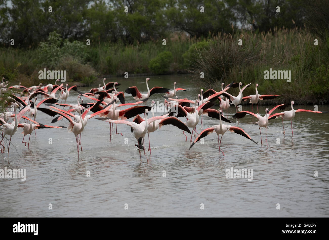 Herde der Rosaflamingo Parc Vogelwarte Camargue Nationalpark Frankreich Stockfoto