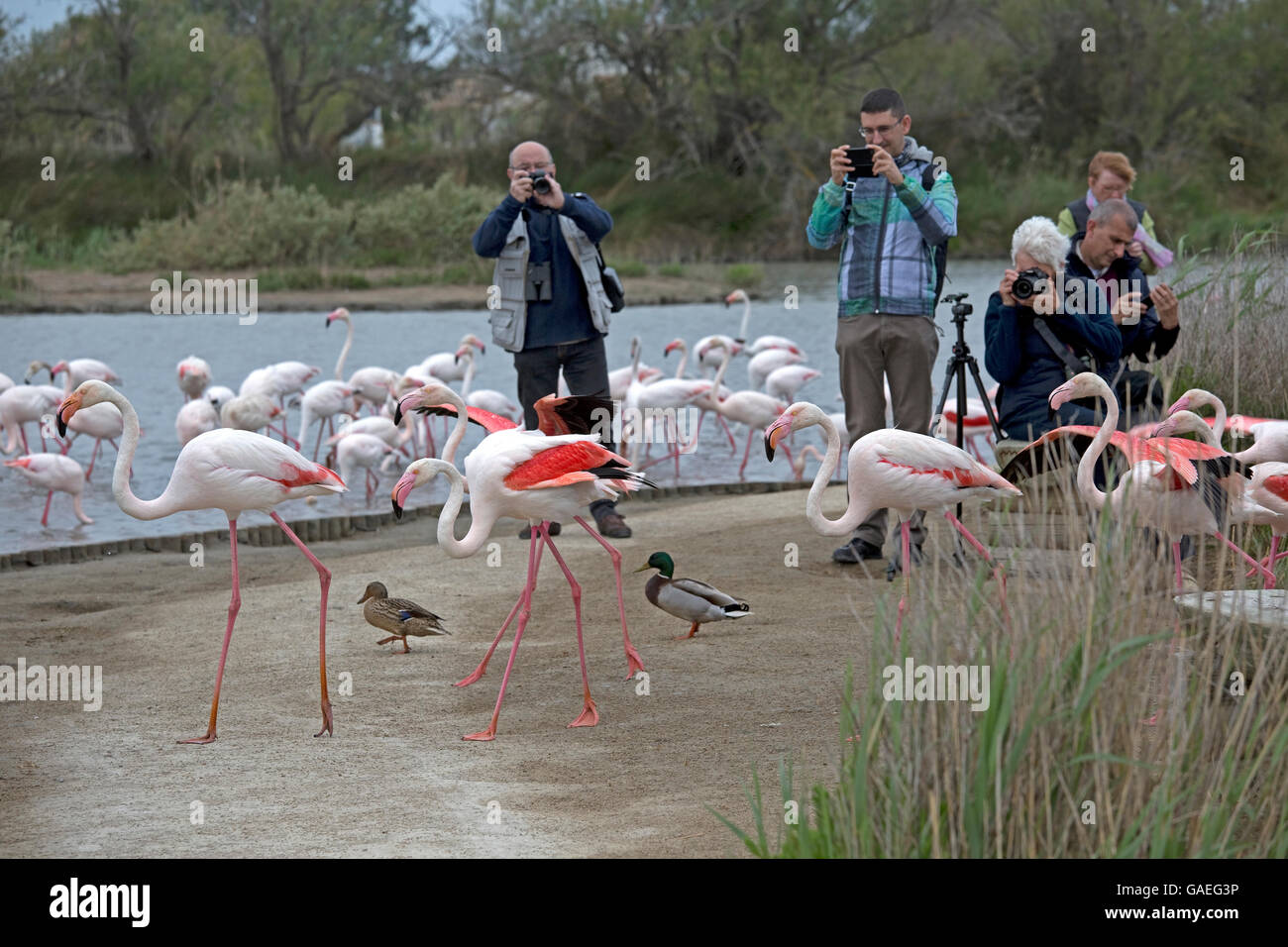 Besucher fotografieren Rosaflamingo Parc Vogelwarte Camargue Nationalpark Frankreich Stockfoto