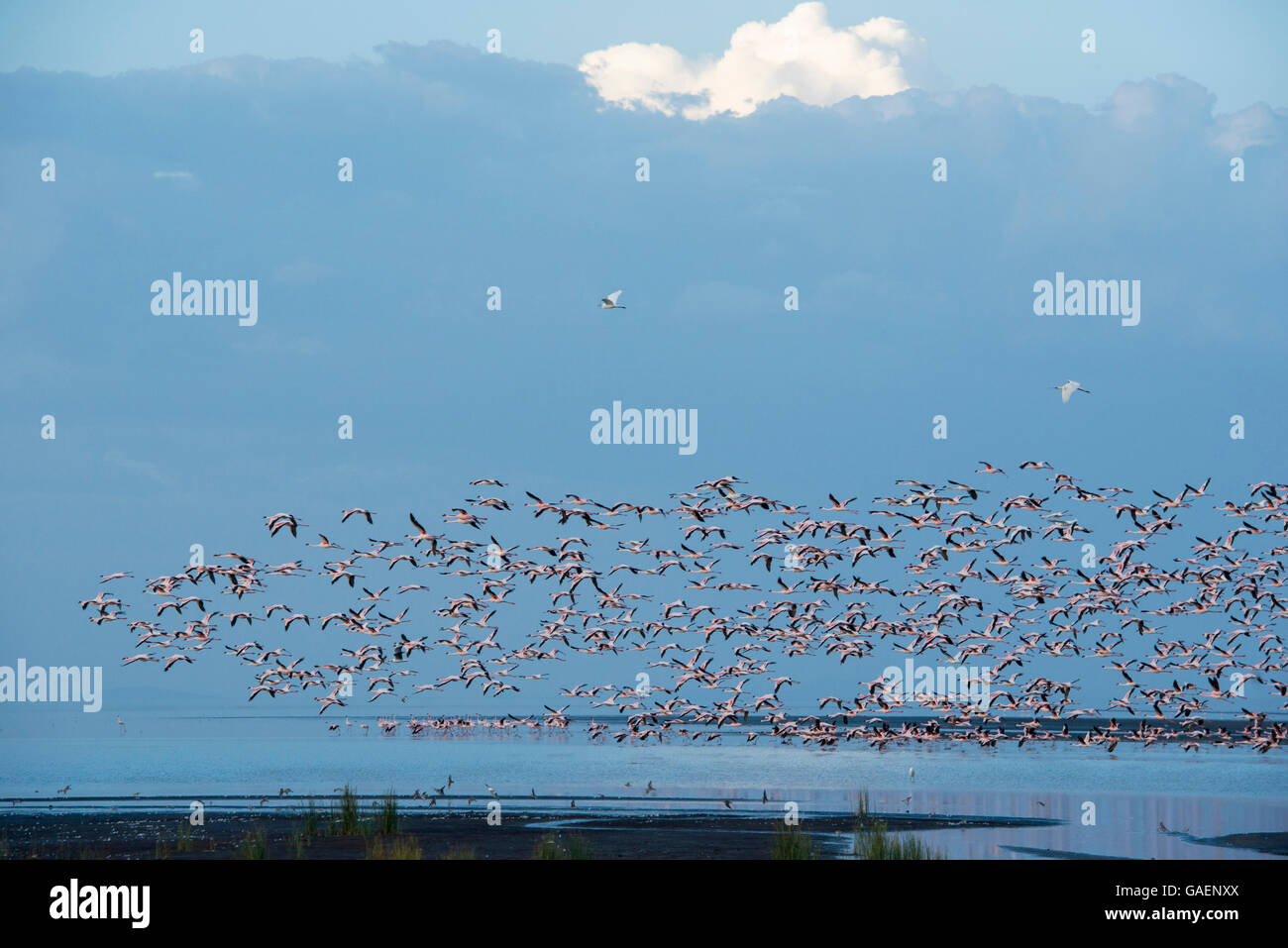 Flamingos, Natron-See, Tansania Stockfoto