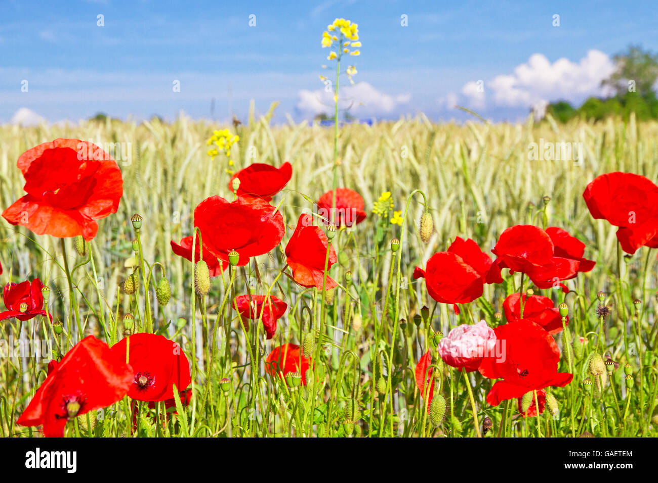 Landwirtschaft, Mohn, Blumen, Feld, Sommer, Wachstum Stockfoto