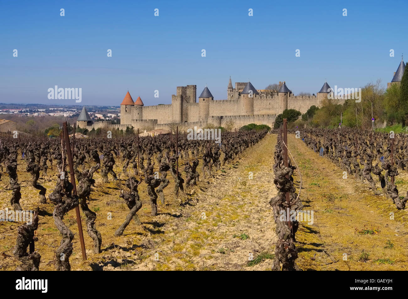 Zitieren von Carcassonne Weinberg - Burg von Carcassonne und Weinberg im Winter, Südfrankreich Stockfoto