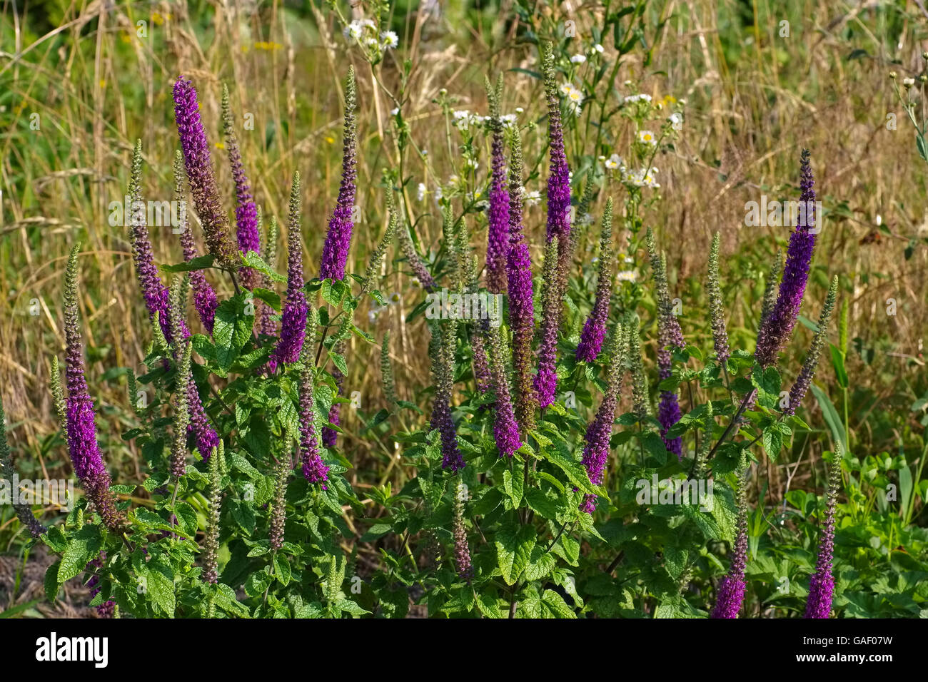 Davor-Gamander Im Sommer - Teucrium Hircanicum Blüte im Sommer, eine mediterrane Pflanze Stockfoto