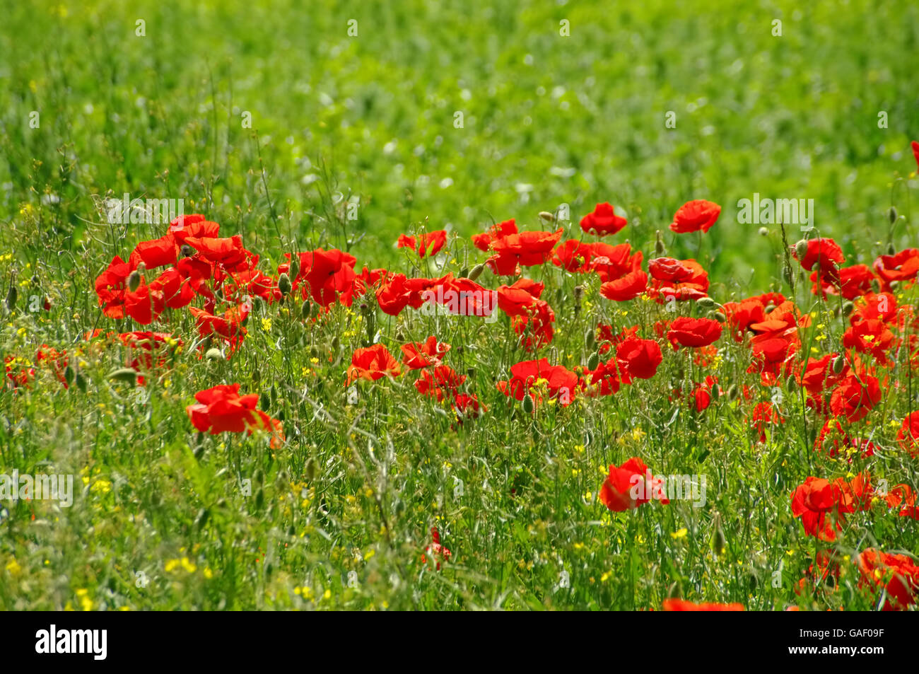 Klatschmohn - roter Klatschmohn Blumen im grünen Bereich Stockfoto