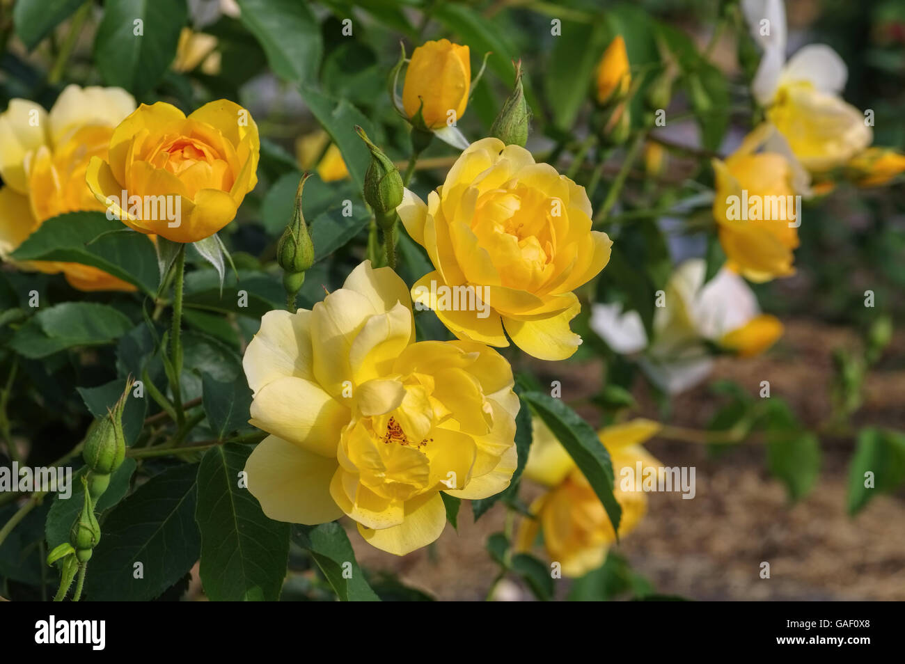 Englische Ros der Sorte Buttercup - gelbe Englische Rose namens Buttercup Stockfoto