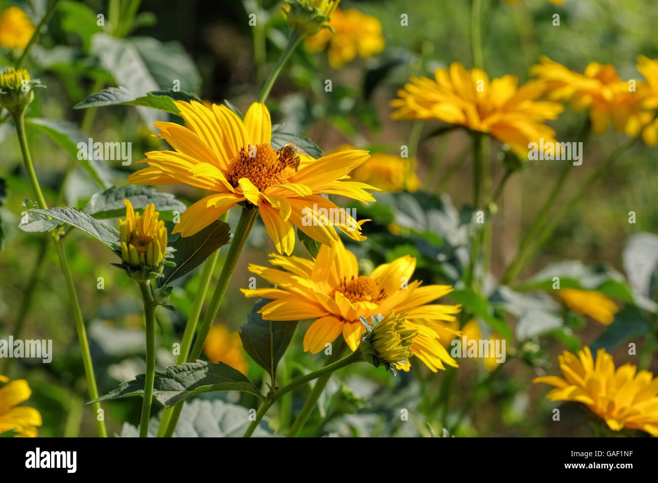Sonnenauge - gelbe Oxeye Daisy Blume im Sommergarten Stockfoto