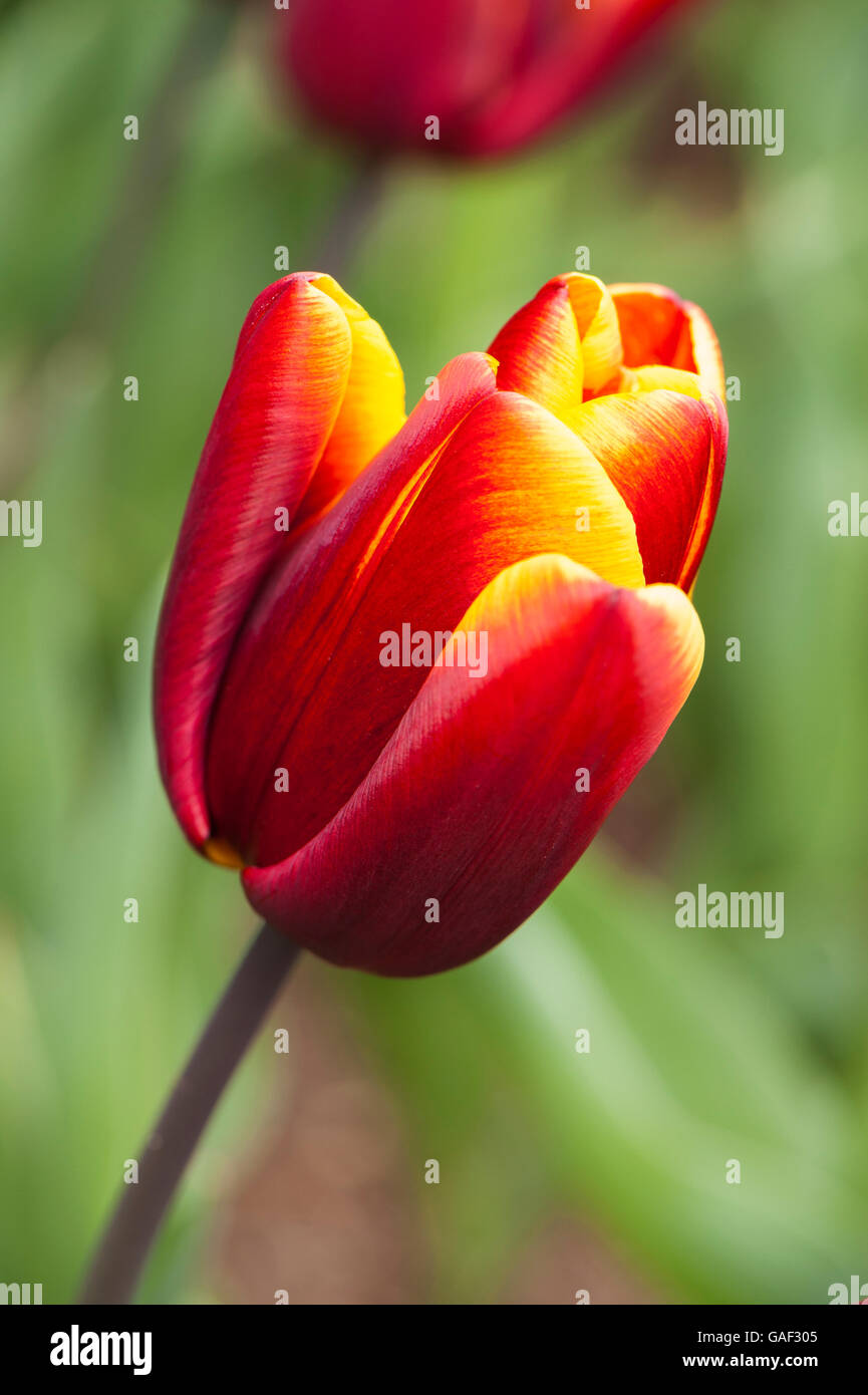 Nahaufnahme der Tulipa "Abu Hassan" (Triumph Tulpe) - eine schöne, dunkle Mahagoni Tulpe mit einer weichen Kante von Gold - Yorkshire, GB. Stockfoto