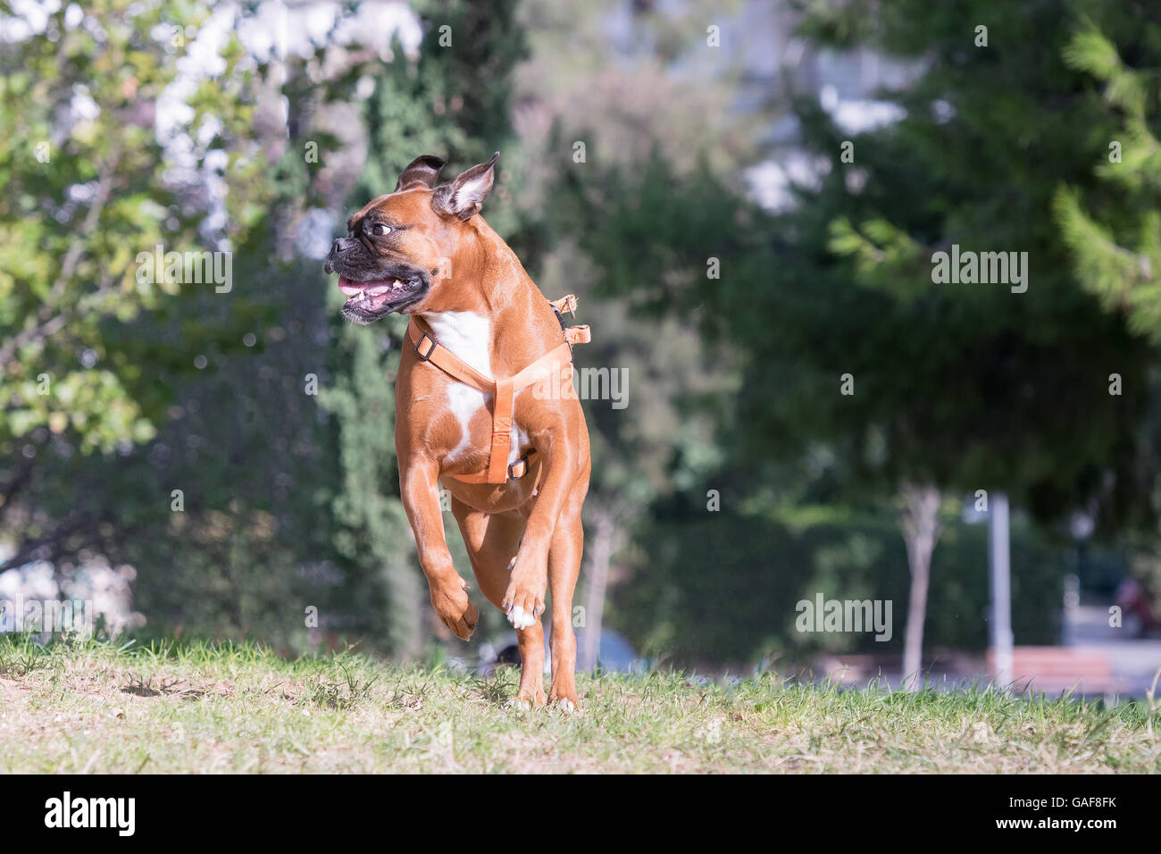 Deutscher Boxer, laufen und springen in einem Park. Stockfoto