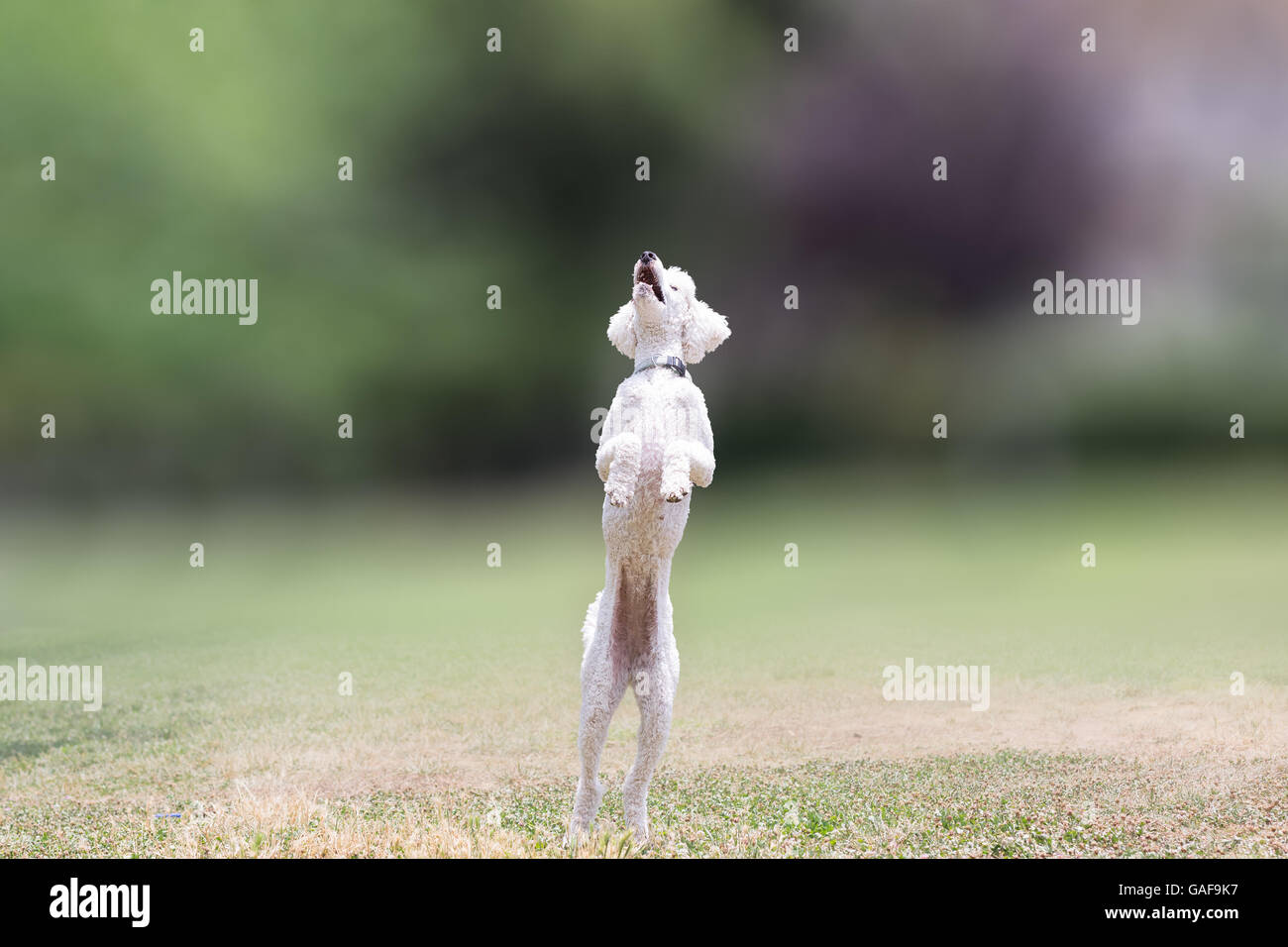 Pudelhund springen in einem Park. Stockfoto