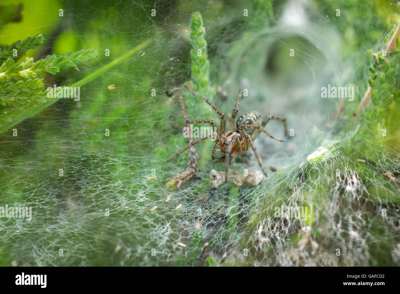 Labyrinth Spinne (Agelena Labyrinthica) im Netz, zeigt Rückzug hinter sich. Stockfoto